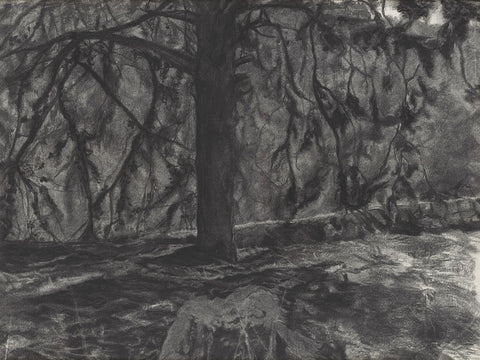אילת פולק | Ayelet Polak, A tree, charcoal on paper, 50 by 60 cm